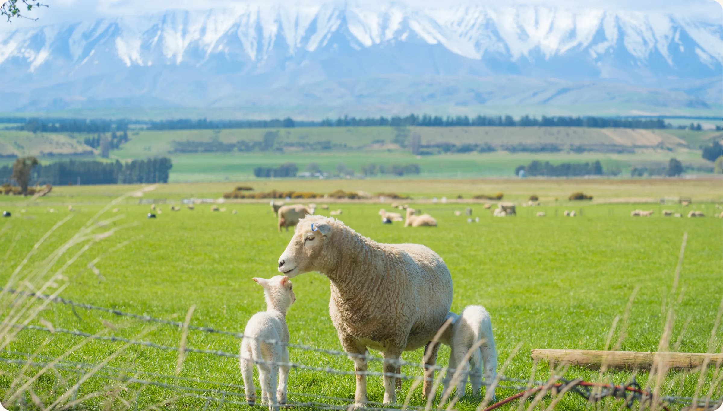 New Zealand